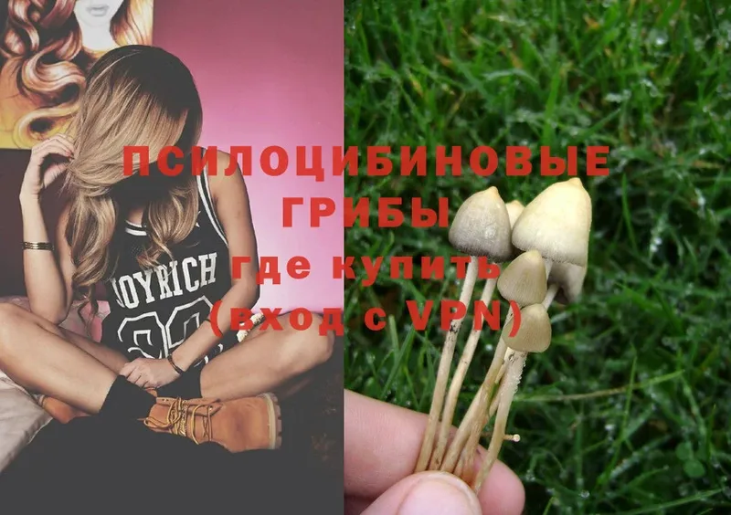 Псилоцибиновые грибы Magic Shrooms  купить наркотик  Поворино 